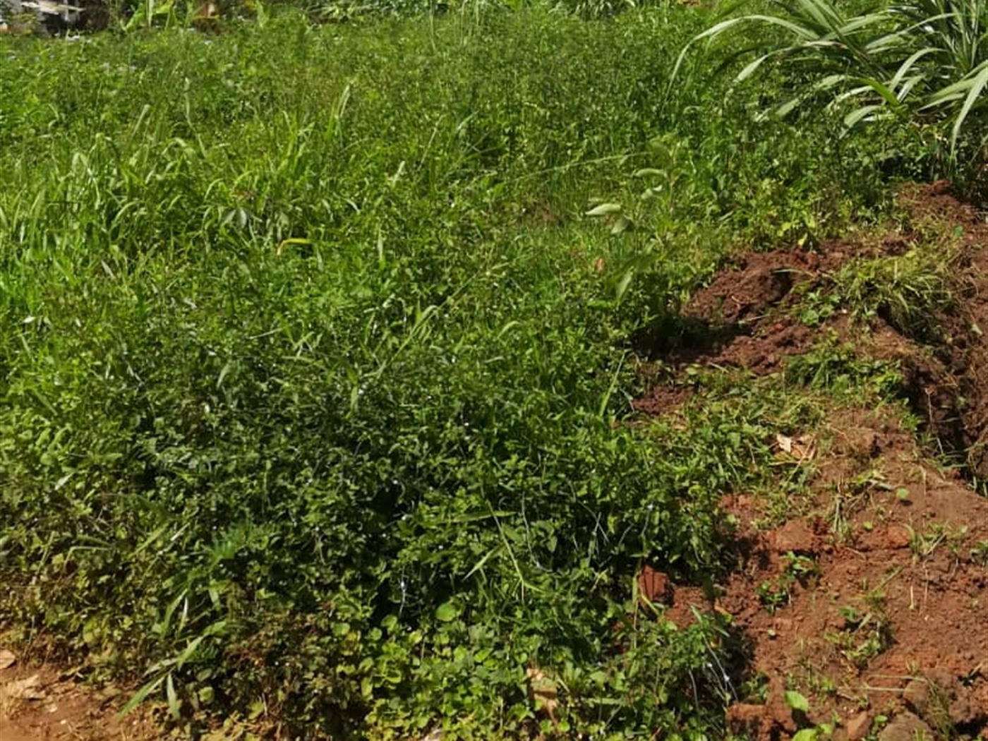 Residential Land for sale in Mpoma Mukono