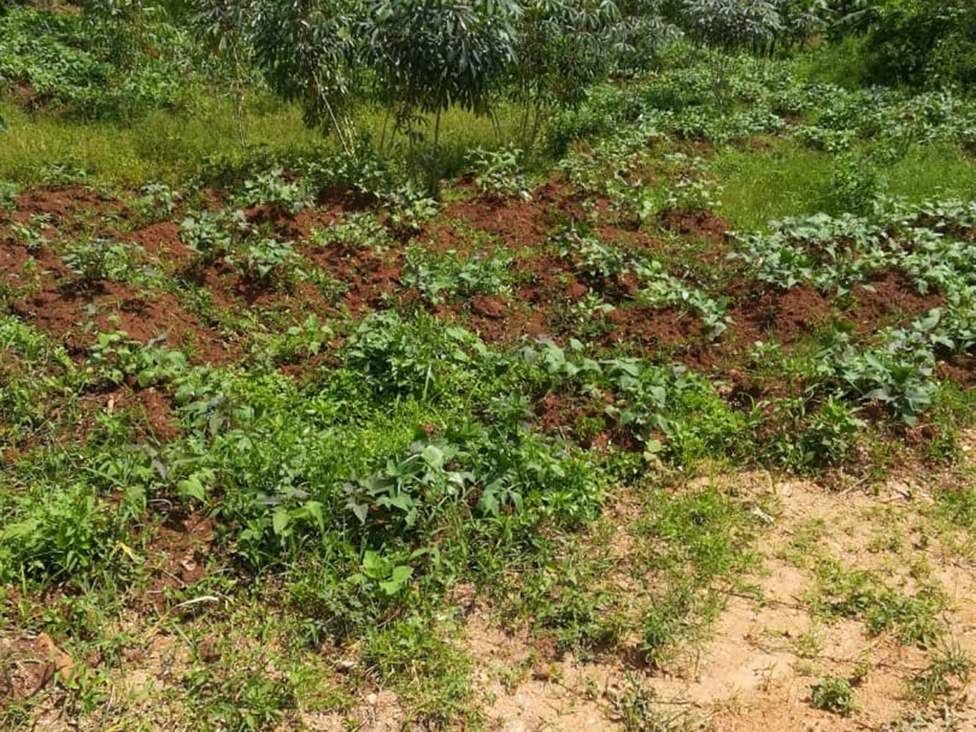 Residential Land for sale in Mpoma Mukono