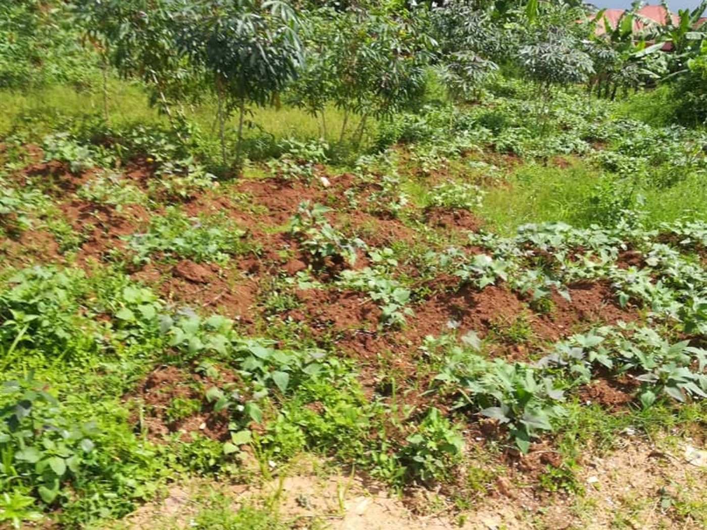 Residential Land for sale in Mpoma Mukono