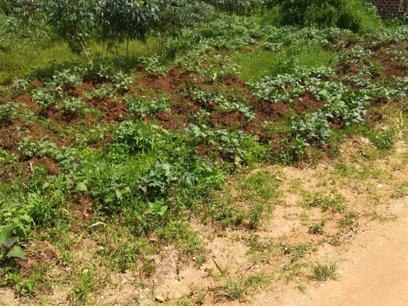 Residential Land for sale in Mpoma Mukono