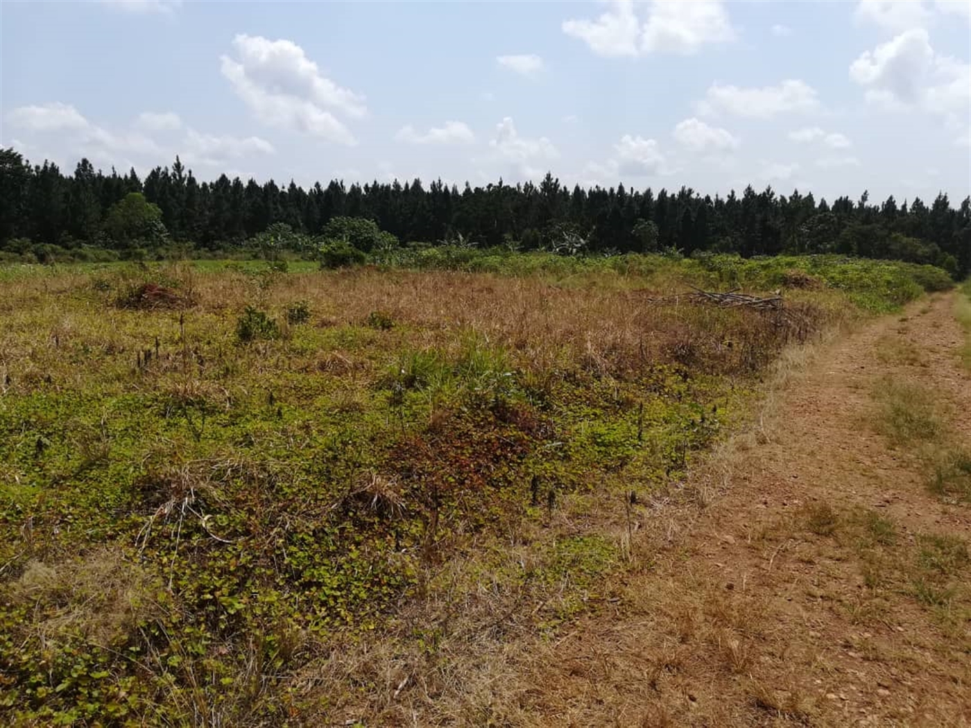 Residential Land for sale in Nsambwe Mukono