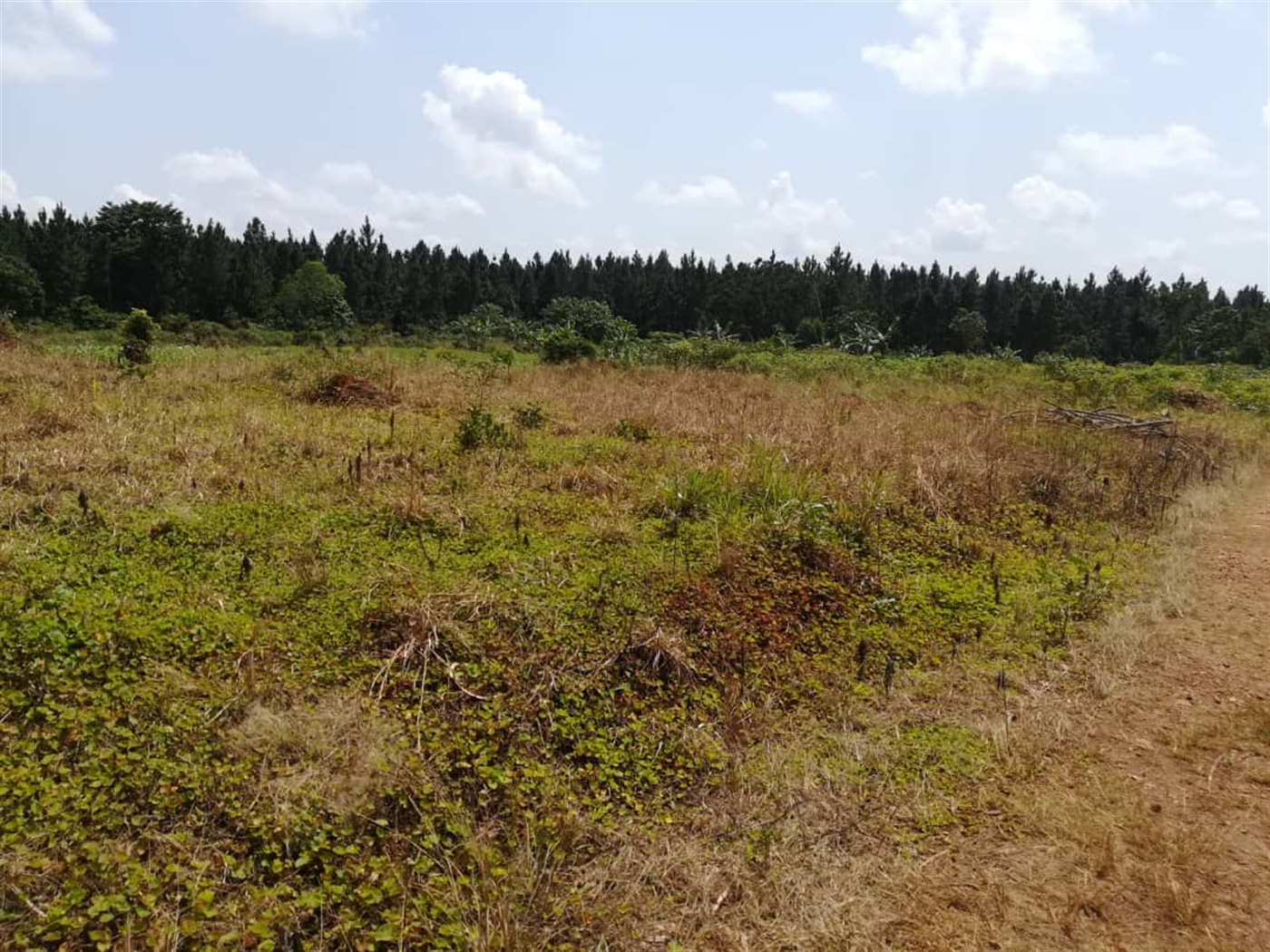 Residential Land for sale in Nsambwe Mukono