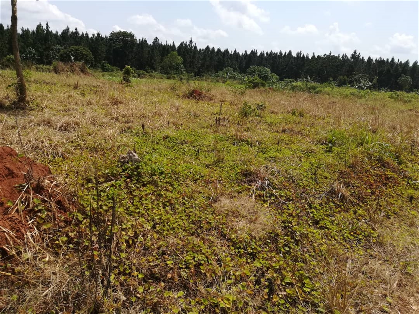 Residential Land for sale in Nsambwe Mukono