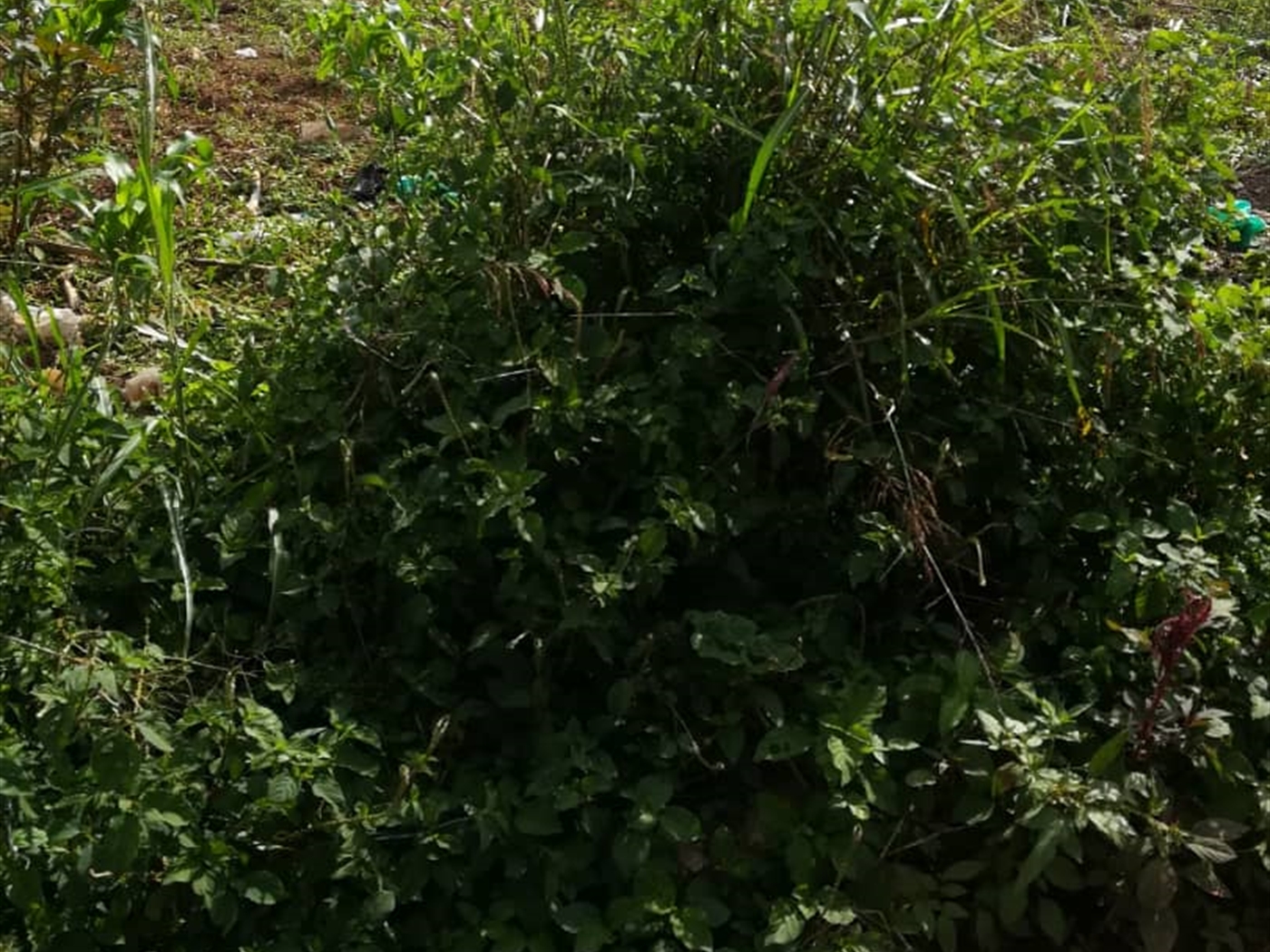 Residential Land for sale in Nsambwe Mukono