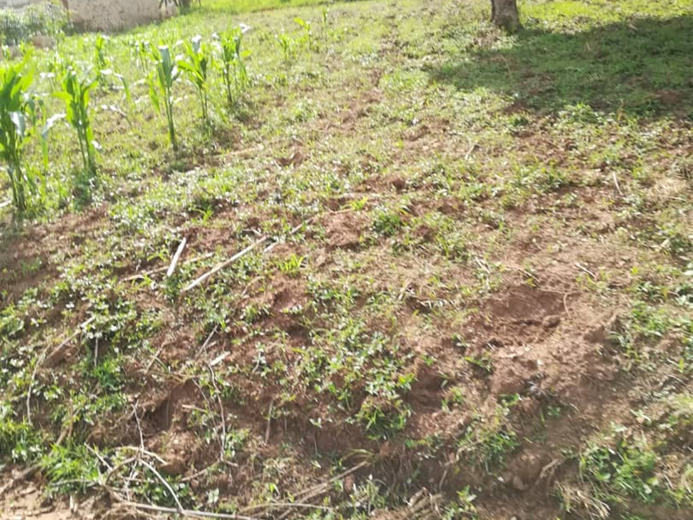 Residential Land for sale in Nsambwe Mukono