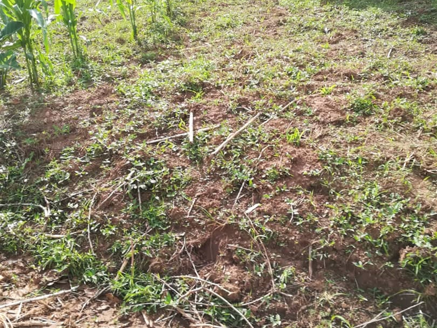 Residential Land for sale in Nsambwe Mukono