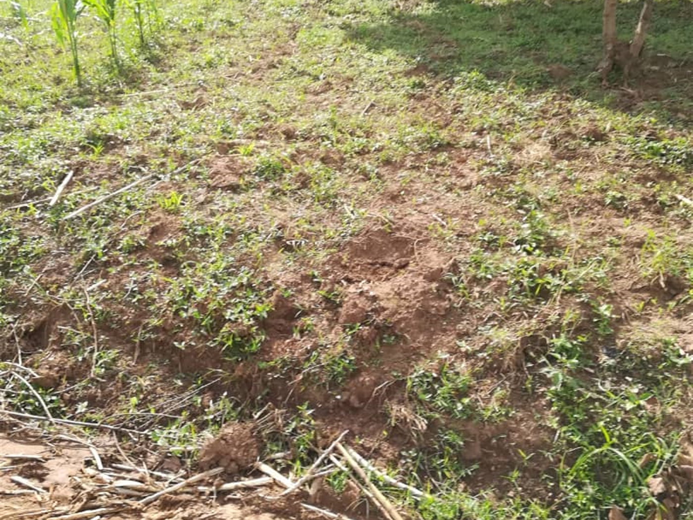 Residential Land for sale in Nsambwe Mukono