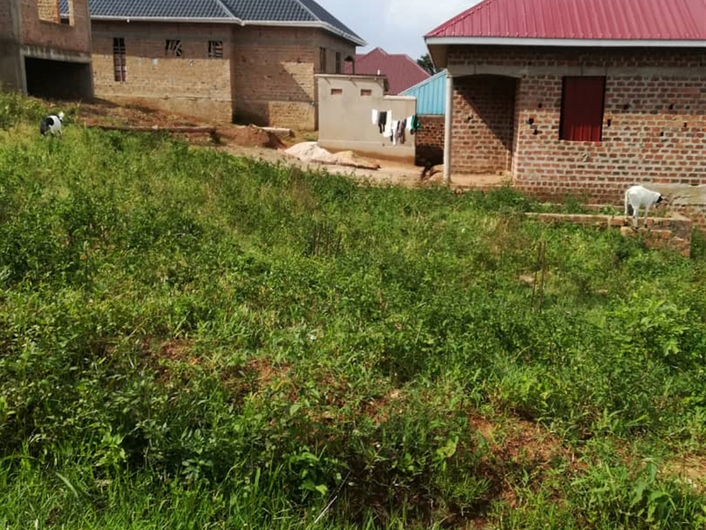 Residential Land for sale in Nsambwe Mukono