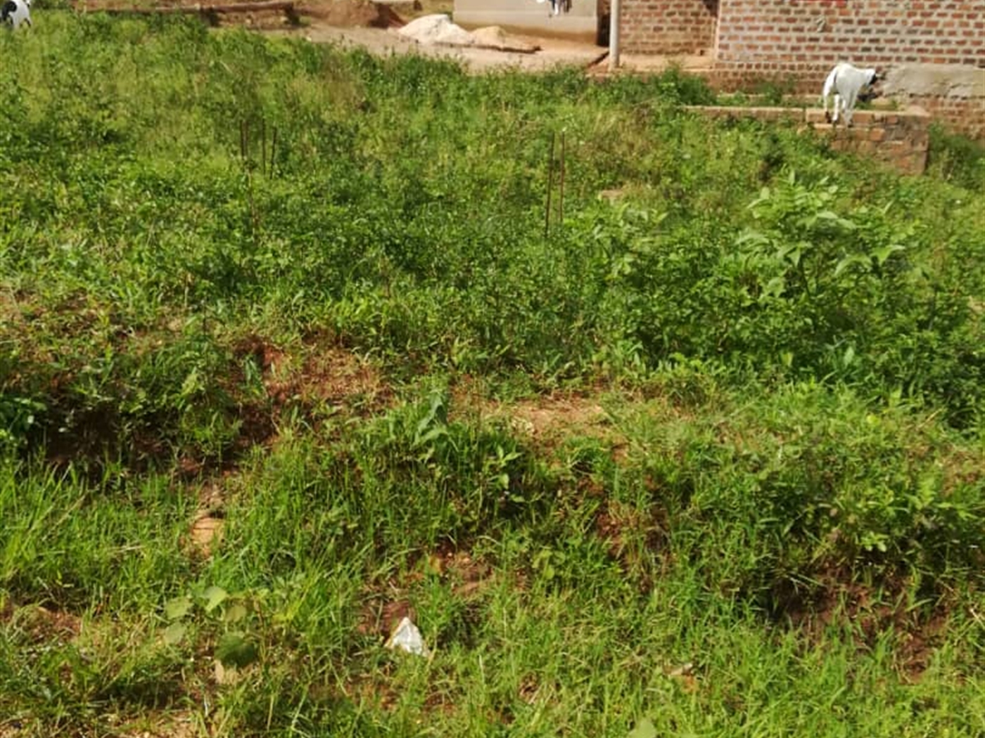 Residential Land for sale in Nsambwe Mukono