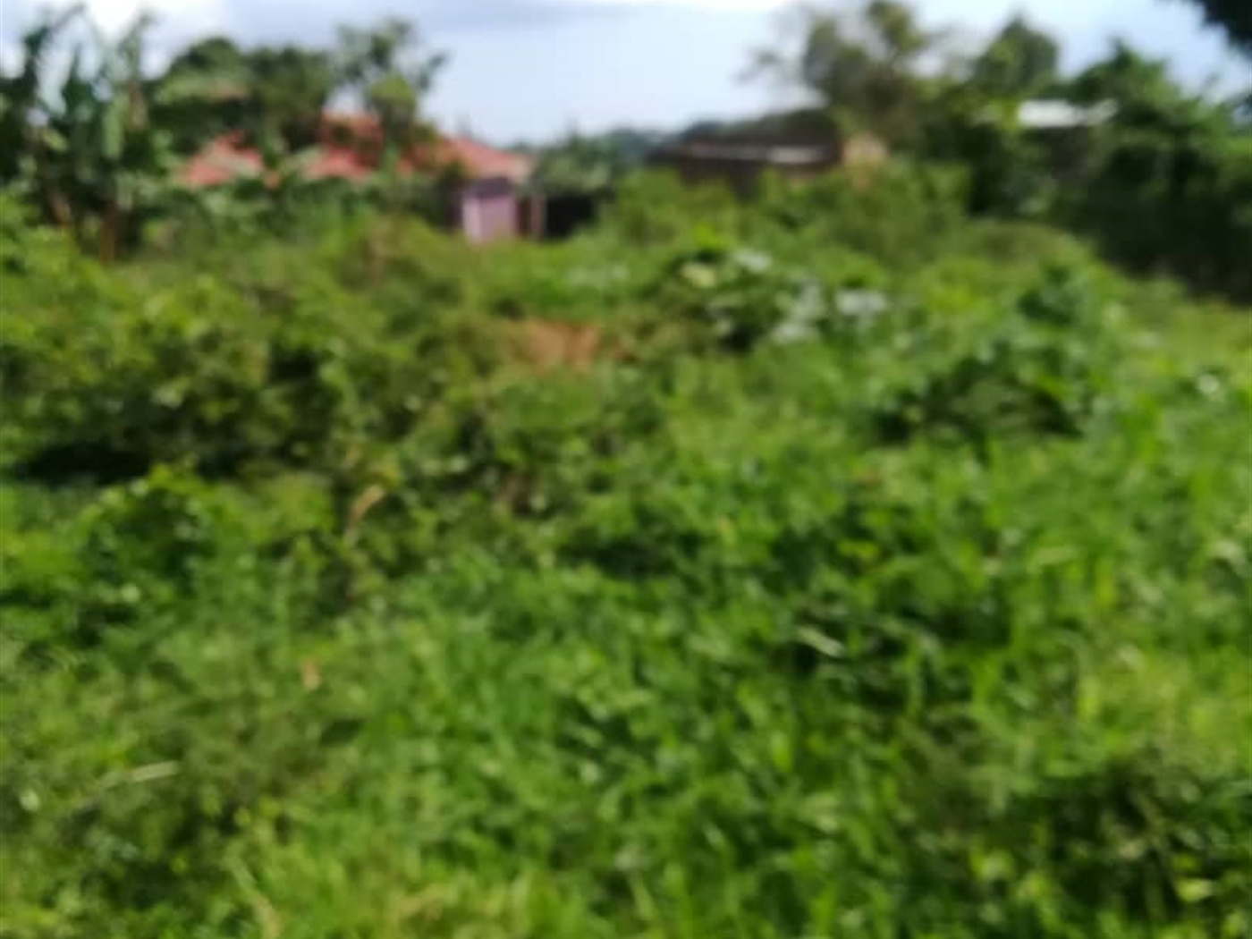 Residential Land for sale in Nsambwe Mukono