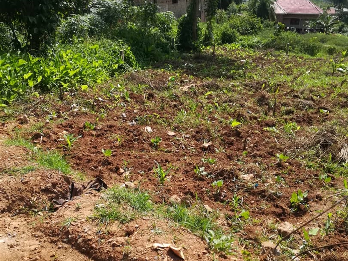 Residential Land for sale in Nsambwe Mukono