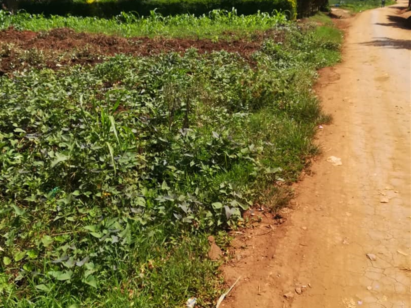 Residential Land for sale in Nsambwe Mukono