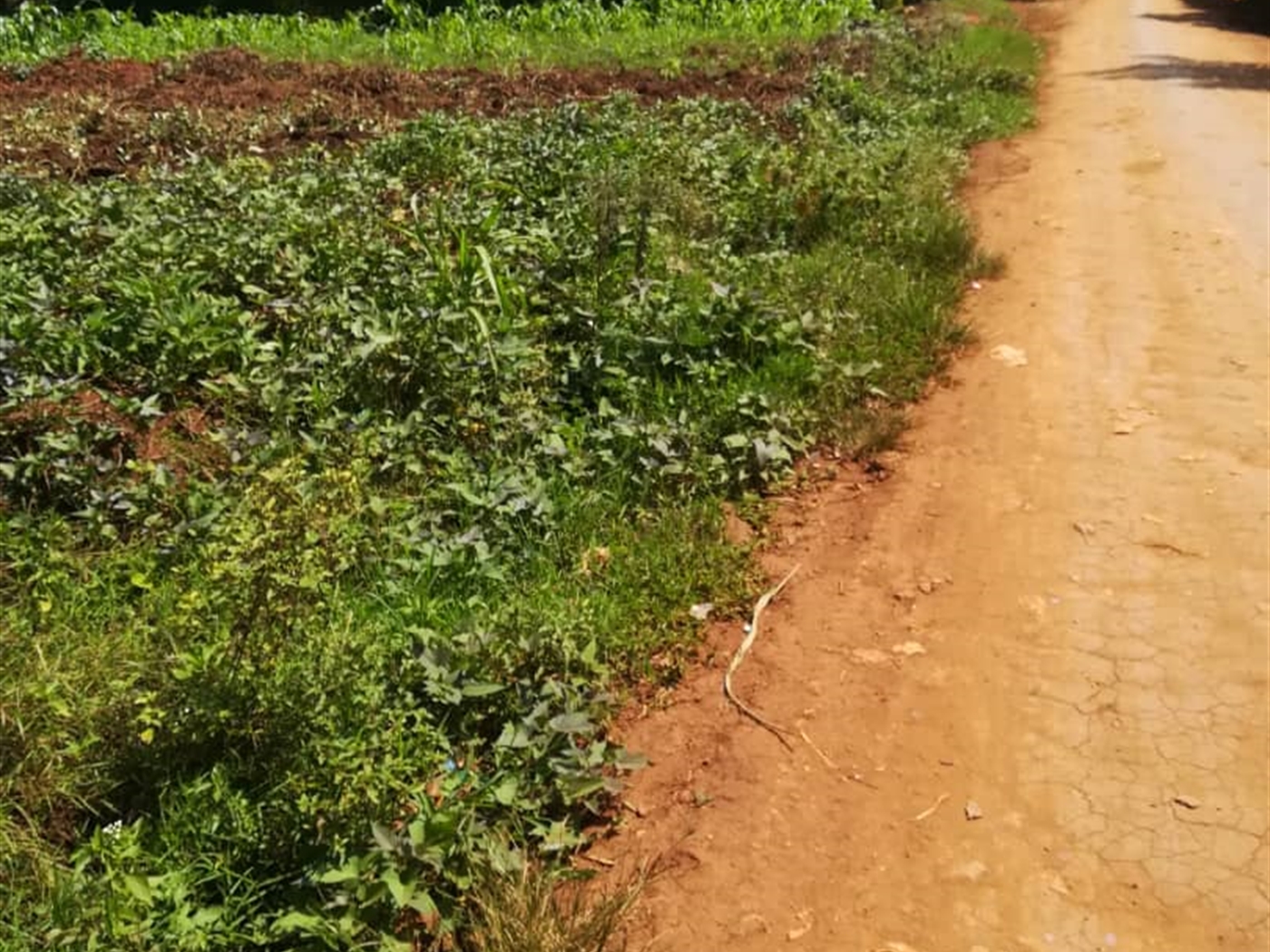 Residential Land for sale in Nsambwe Mukono