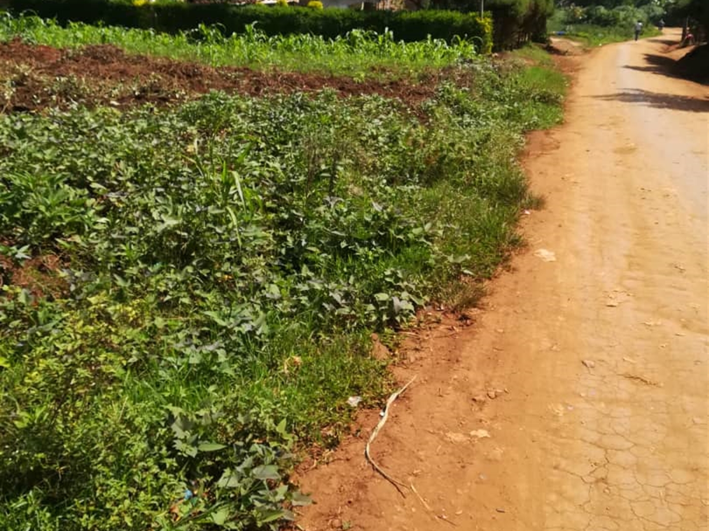 Residential Land for sale in Nsambwe Mukono