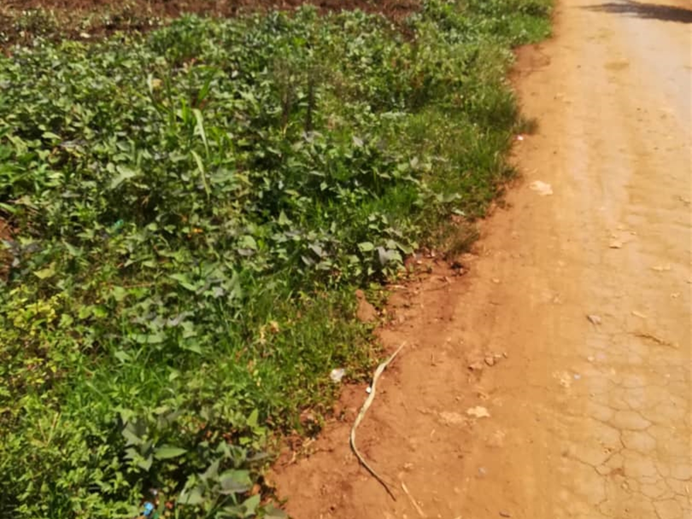 Residential Land for sale in Nsambwe Mukono