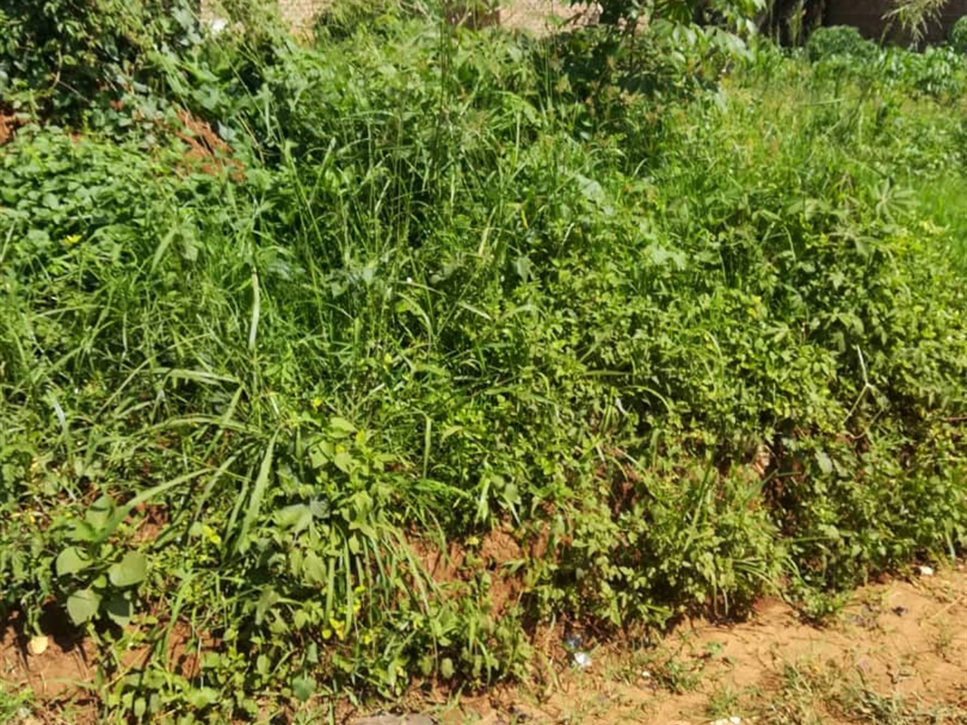 Residential Land for sale in Nsambwe Mukono