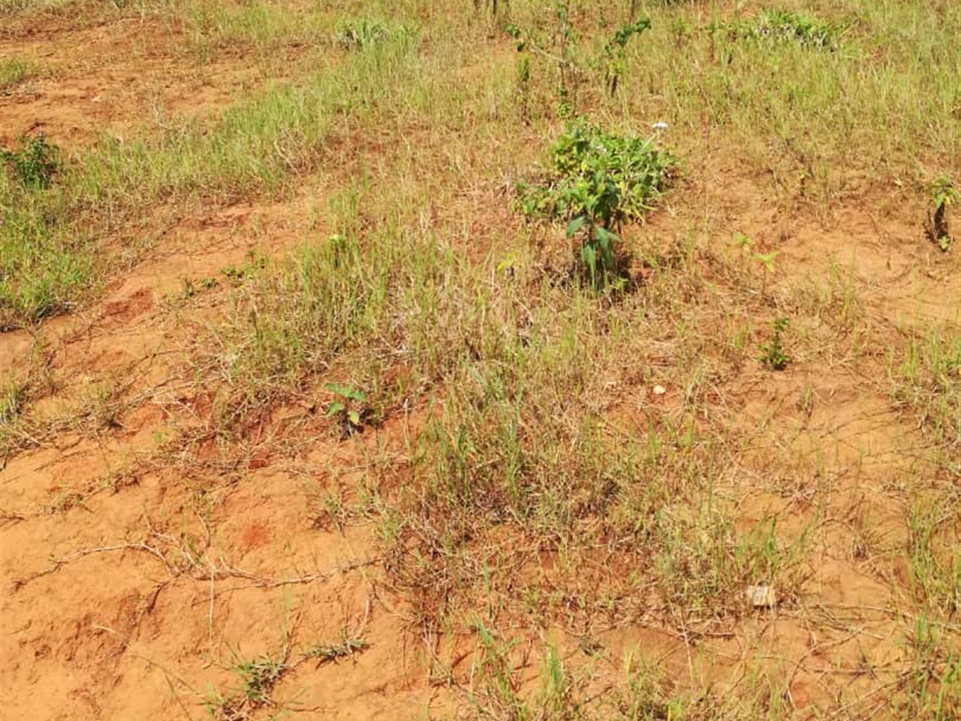 Residential Land for sale in Nsambwe Mukono