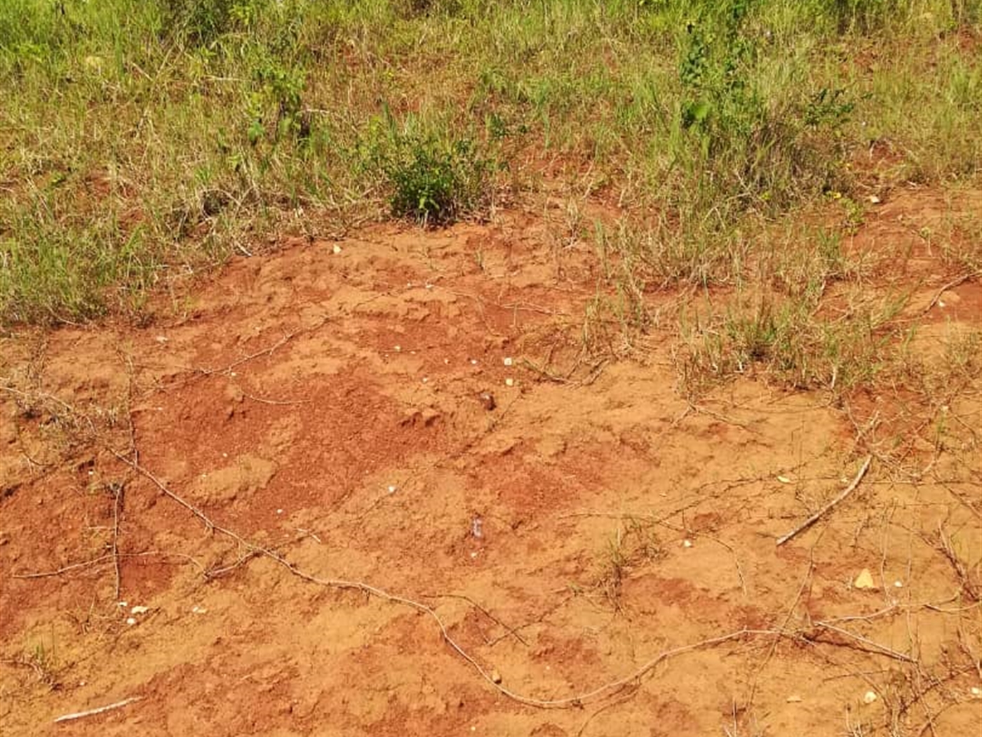 Residential Land for sale in Nsambwe Mukono