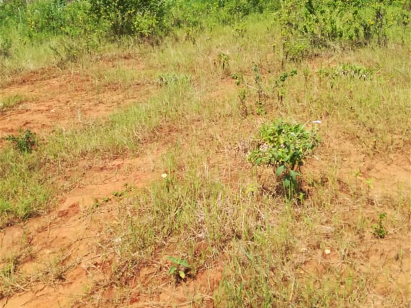 Residential Land for sale in Nsambwe Mukono