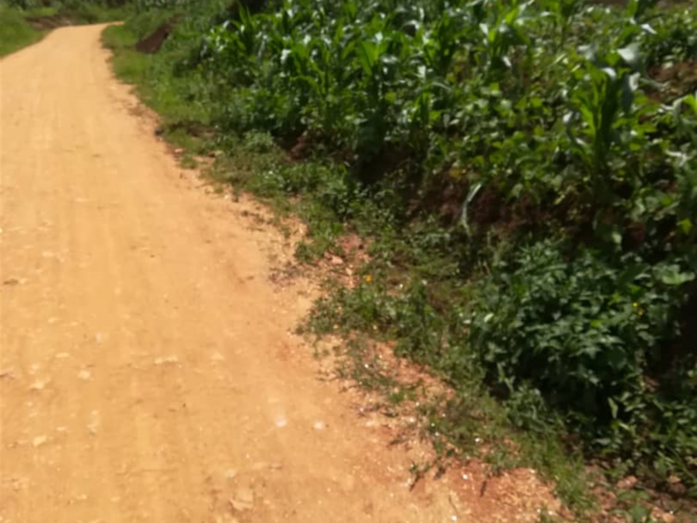 Residential Land for sale in Nsambwe Mukono