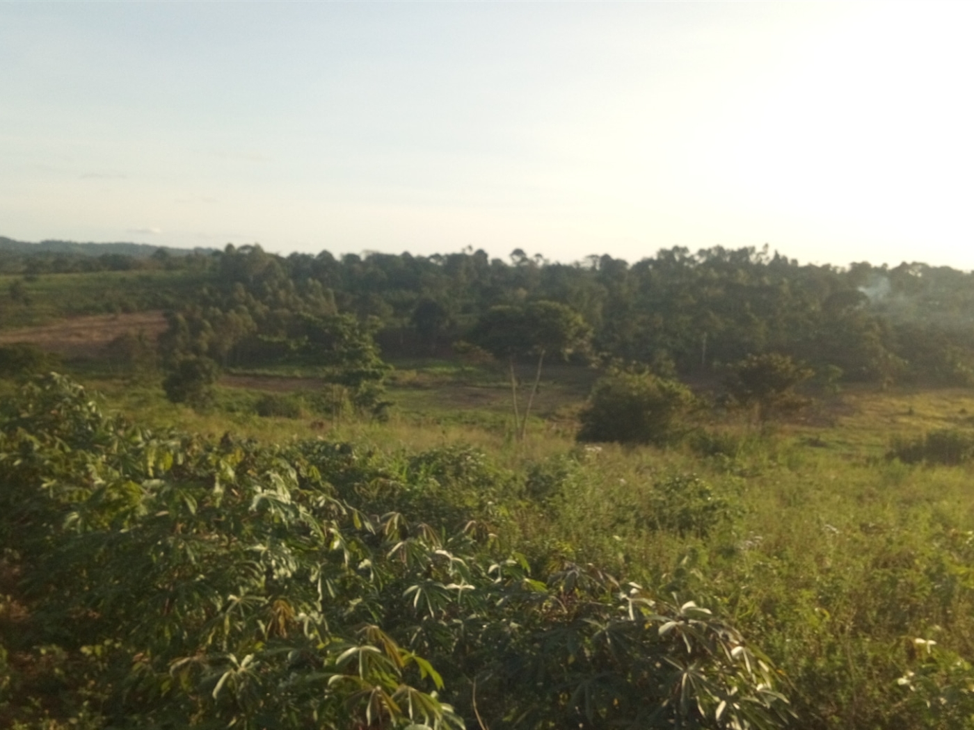 Residential Land for sale in Nsambwe Mukono