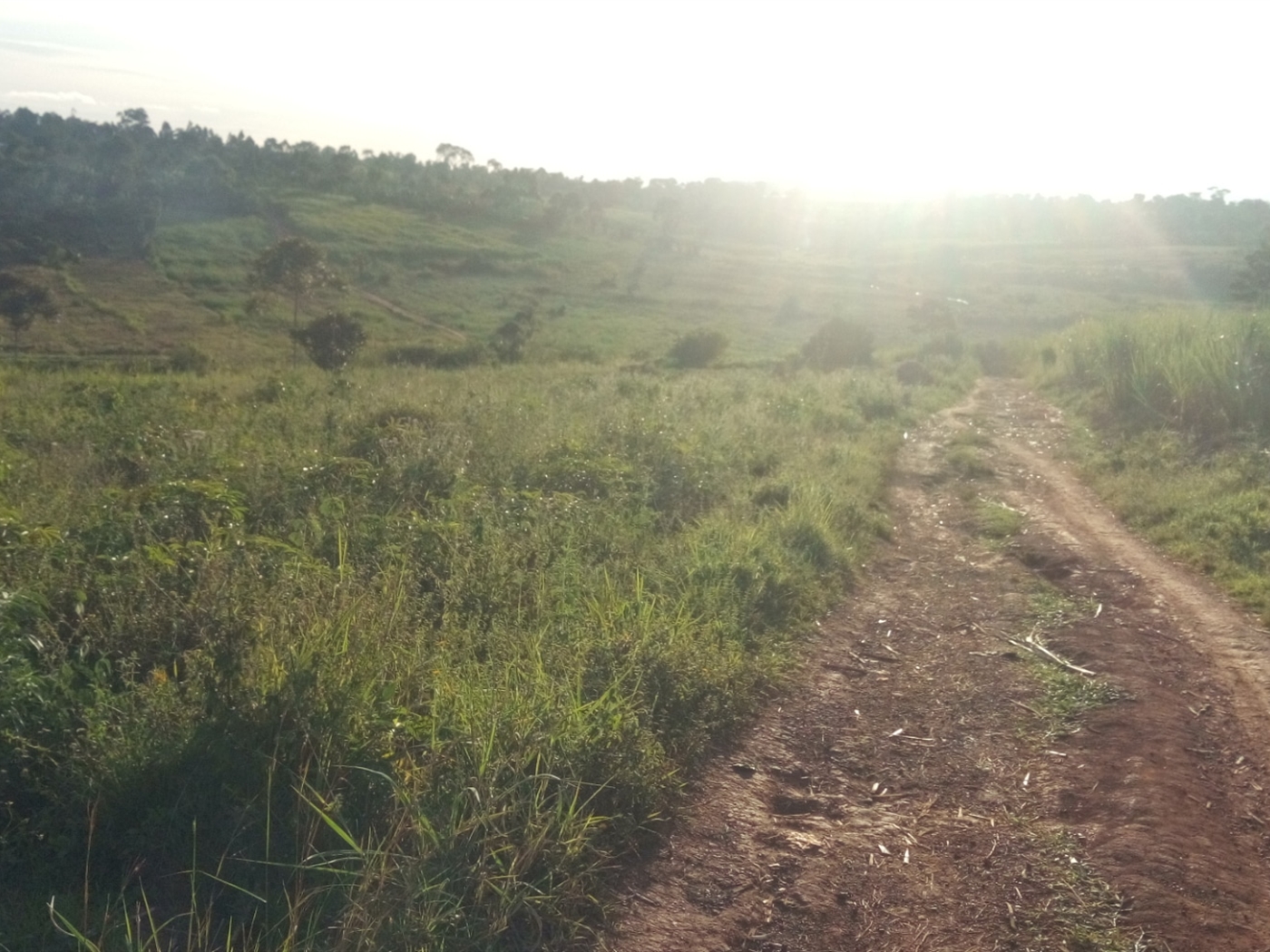 Residential Land for sale in Nsambwe Mukono