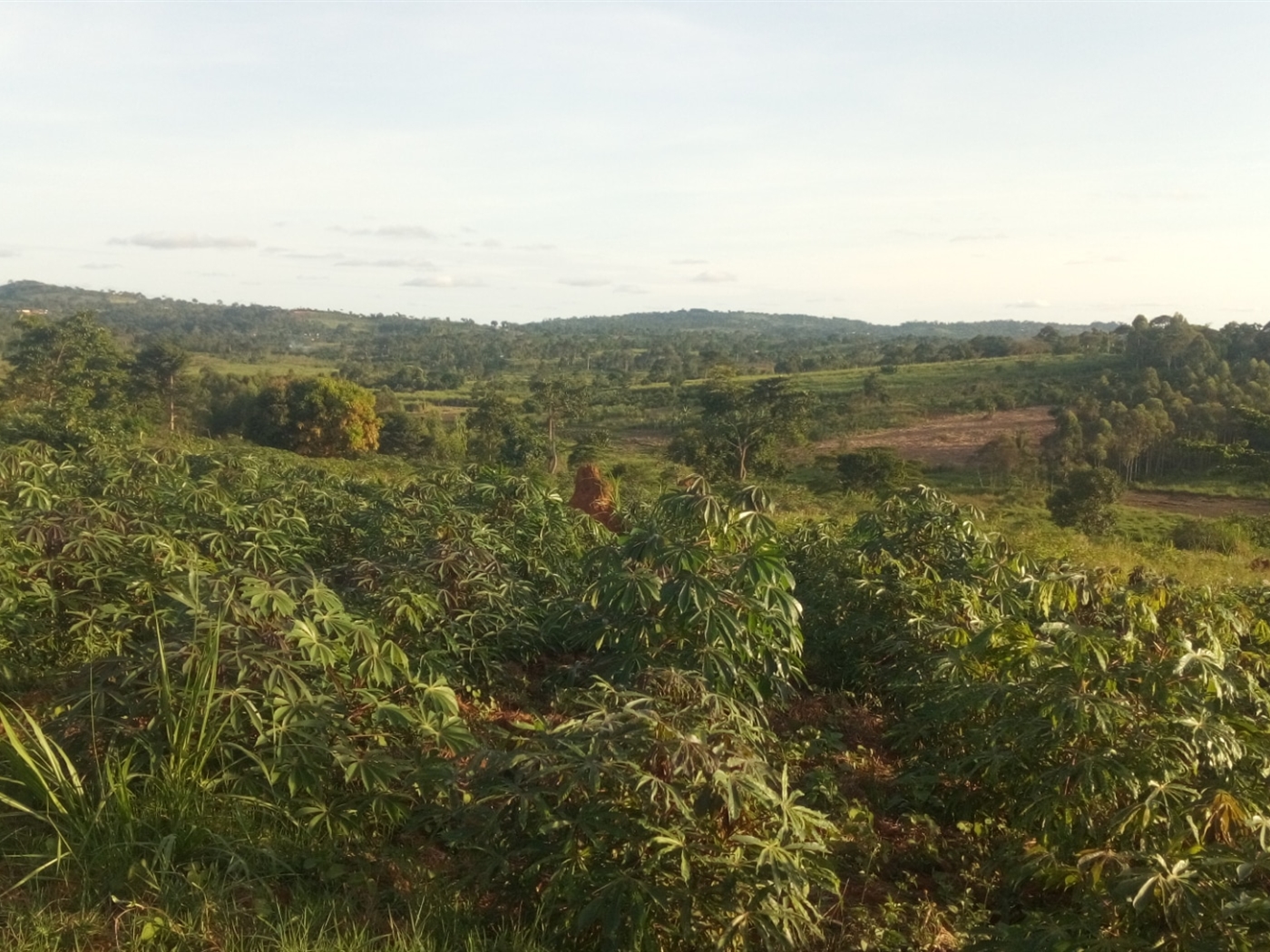 Residential Land for sale in Nsambwe Mukono