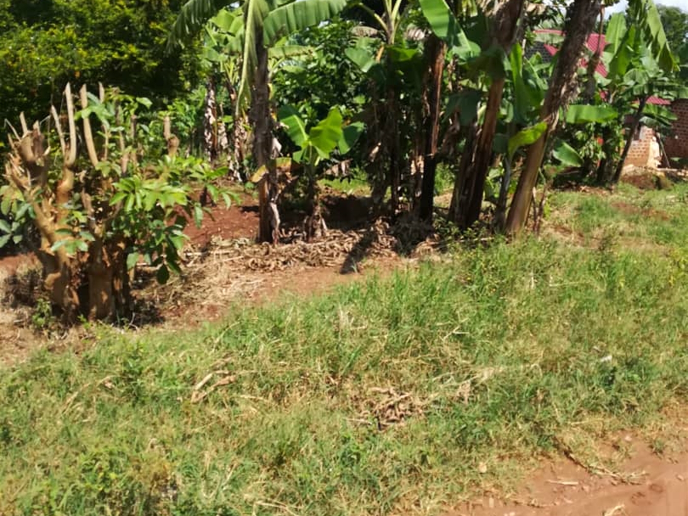 Residential Land for sale in Namayiba Mukono