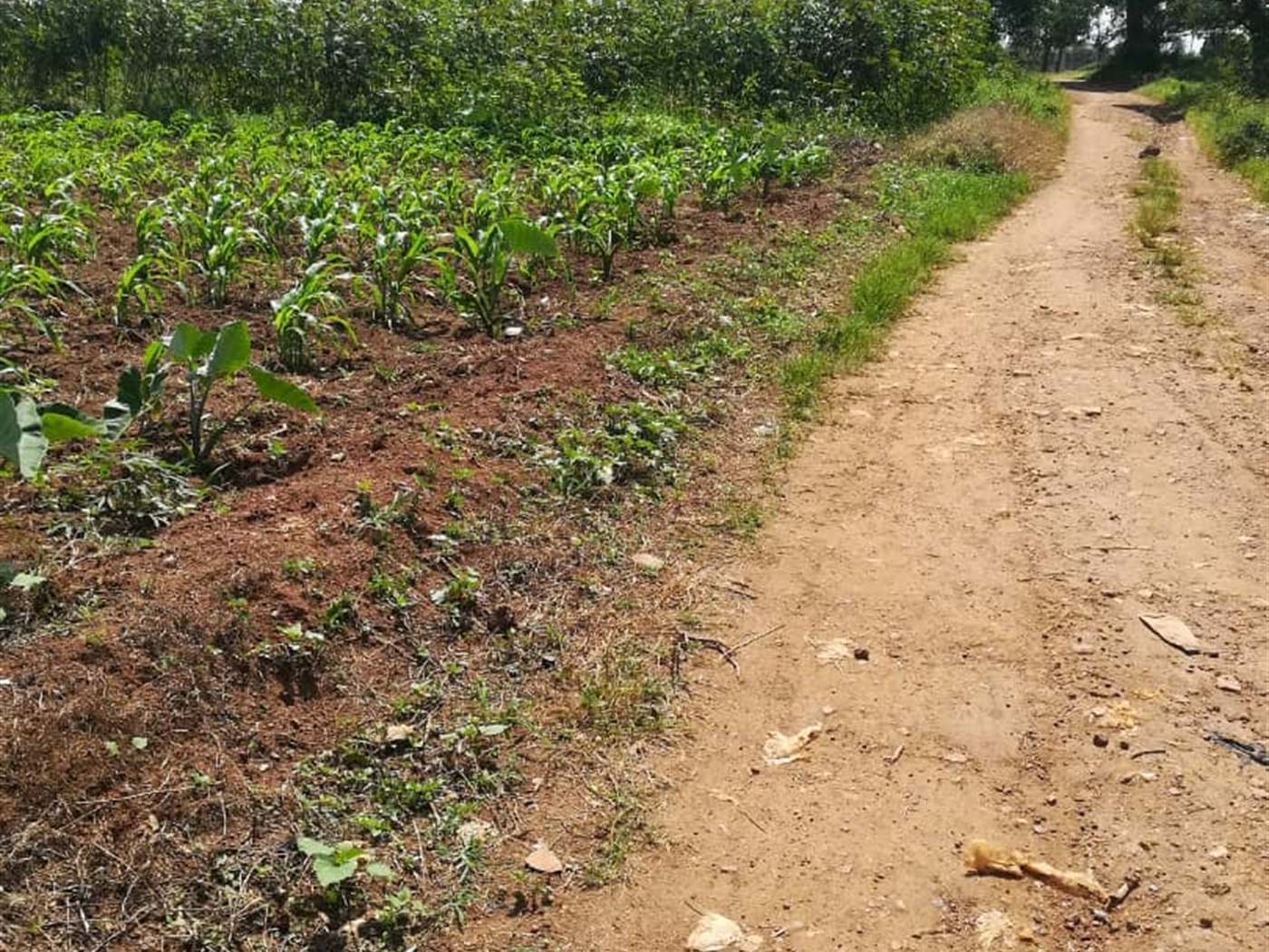 Residential Land for sale in Kabembe Mukono