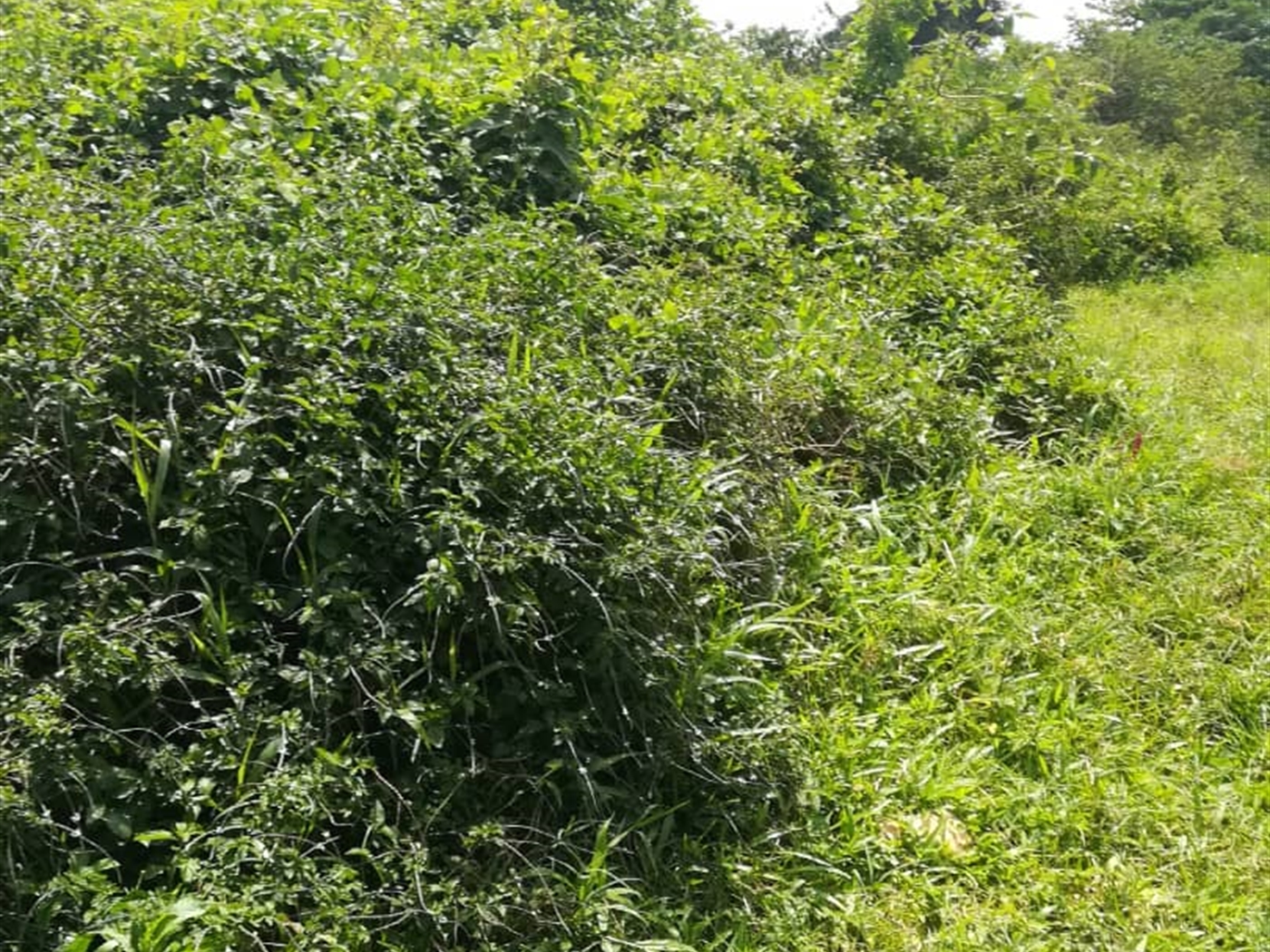 Residential Land for sale in Kabembe Mukono