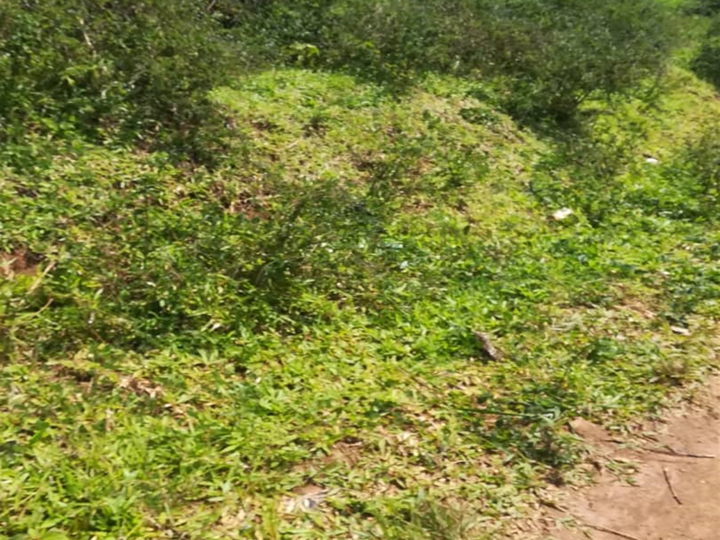 Residential Land for sale in Kabembe Mukono