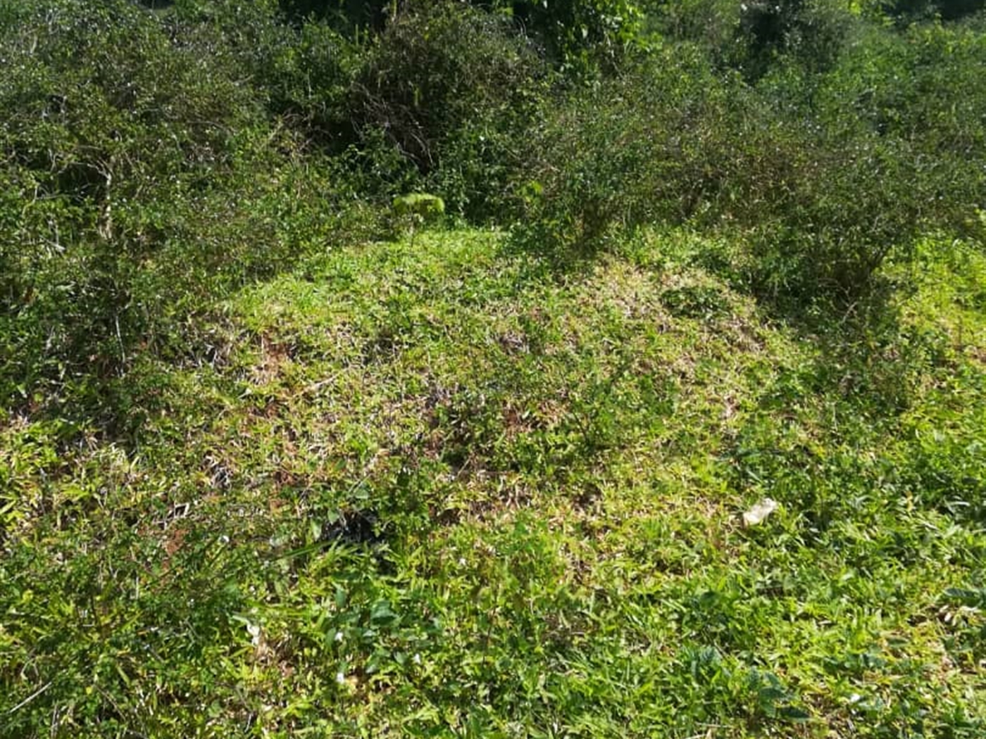 Residential Land for sale in Kabembe Mukono