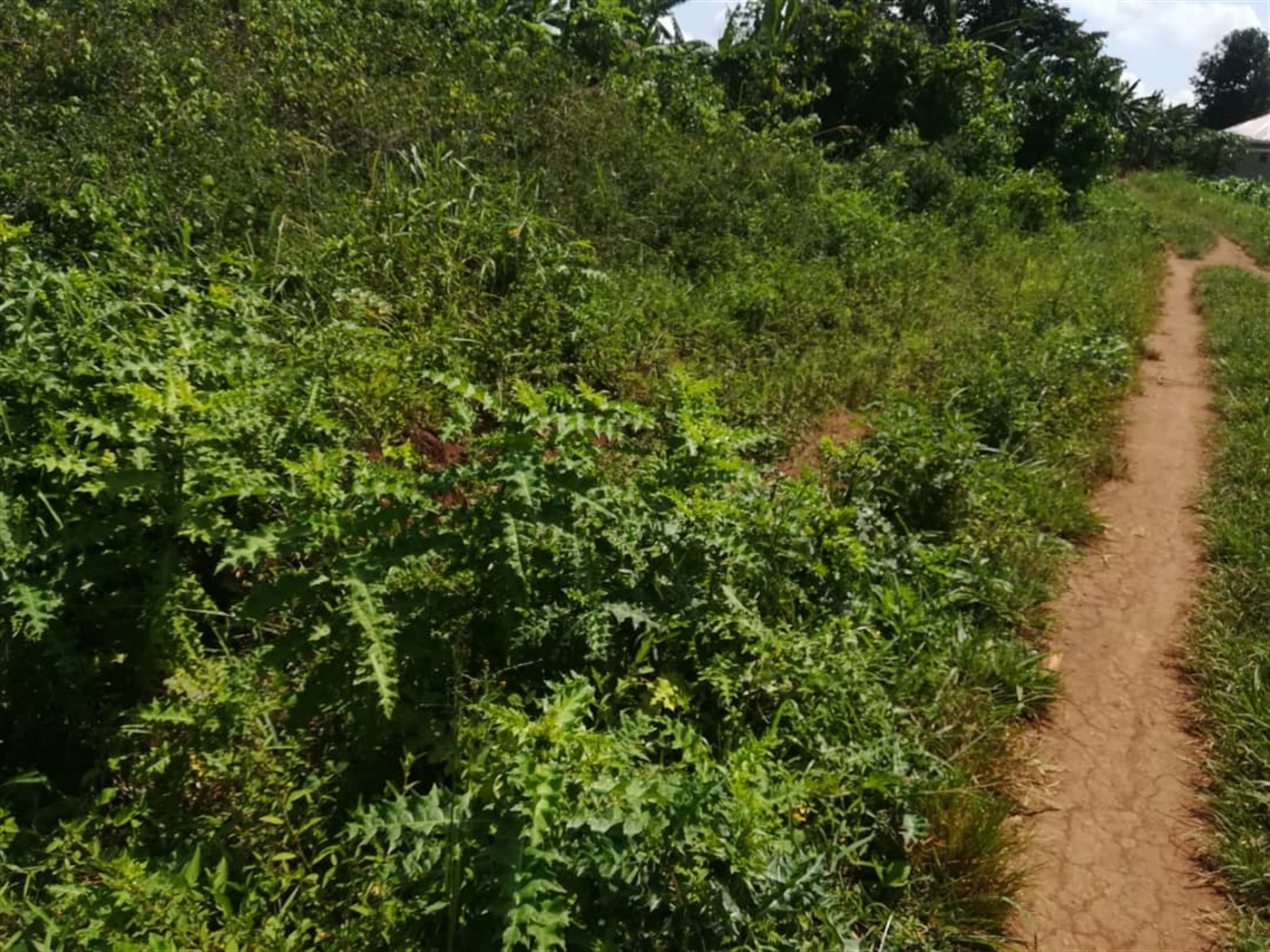 Residential Land for sale in Kabembe Mukono