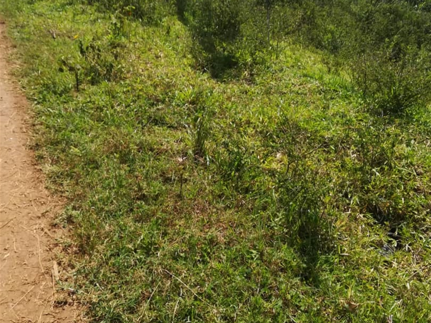 Residential Land for sale in Kabembe Mukono