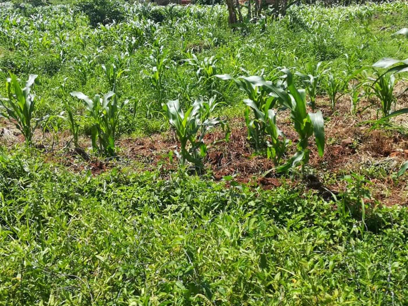 Residential Land for sale in Kabembe Mukono