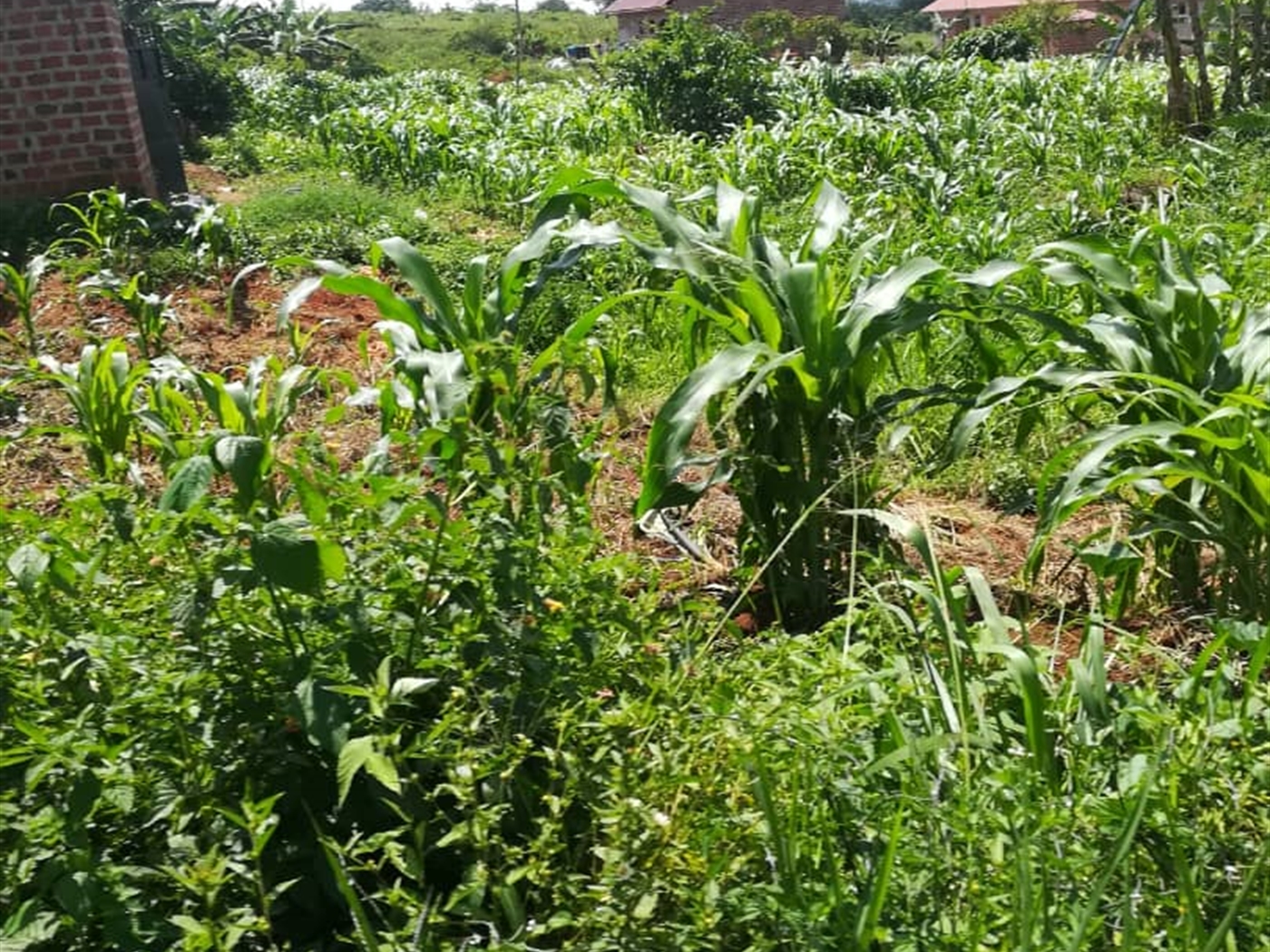 Residential Land for sale in Kabembe Mukono