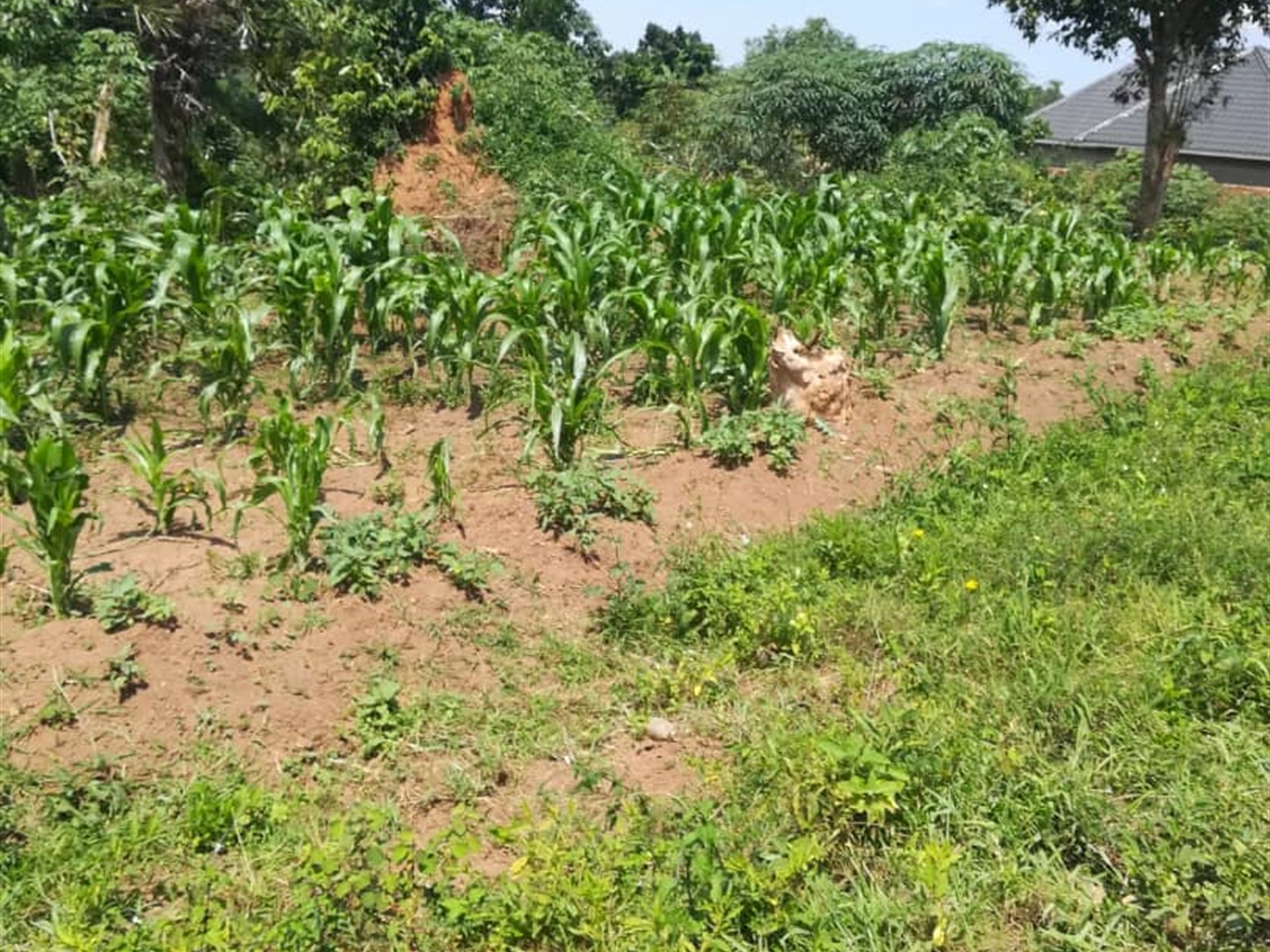 Residential Land for sale in Kabembe Mukono