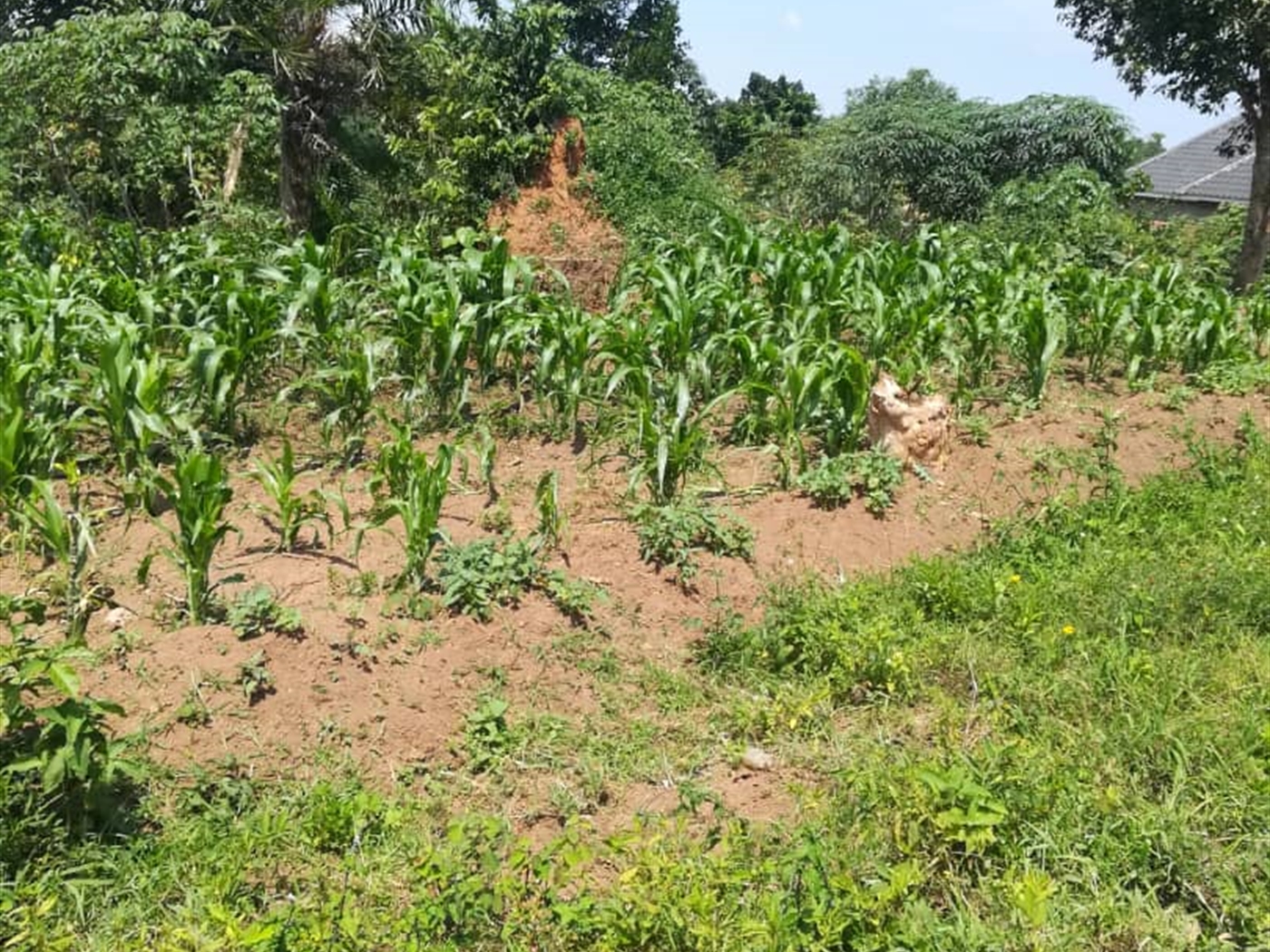 Residential Land for sale in Kabembe Mukono