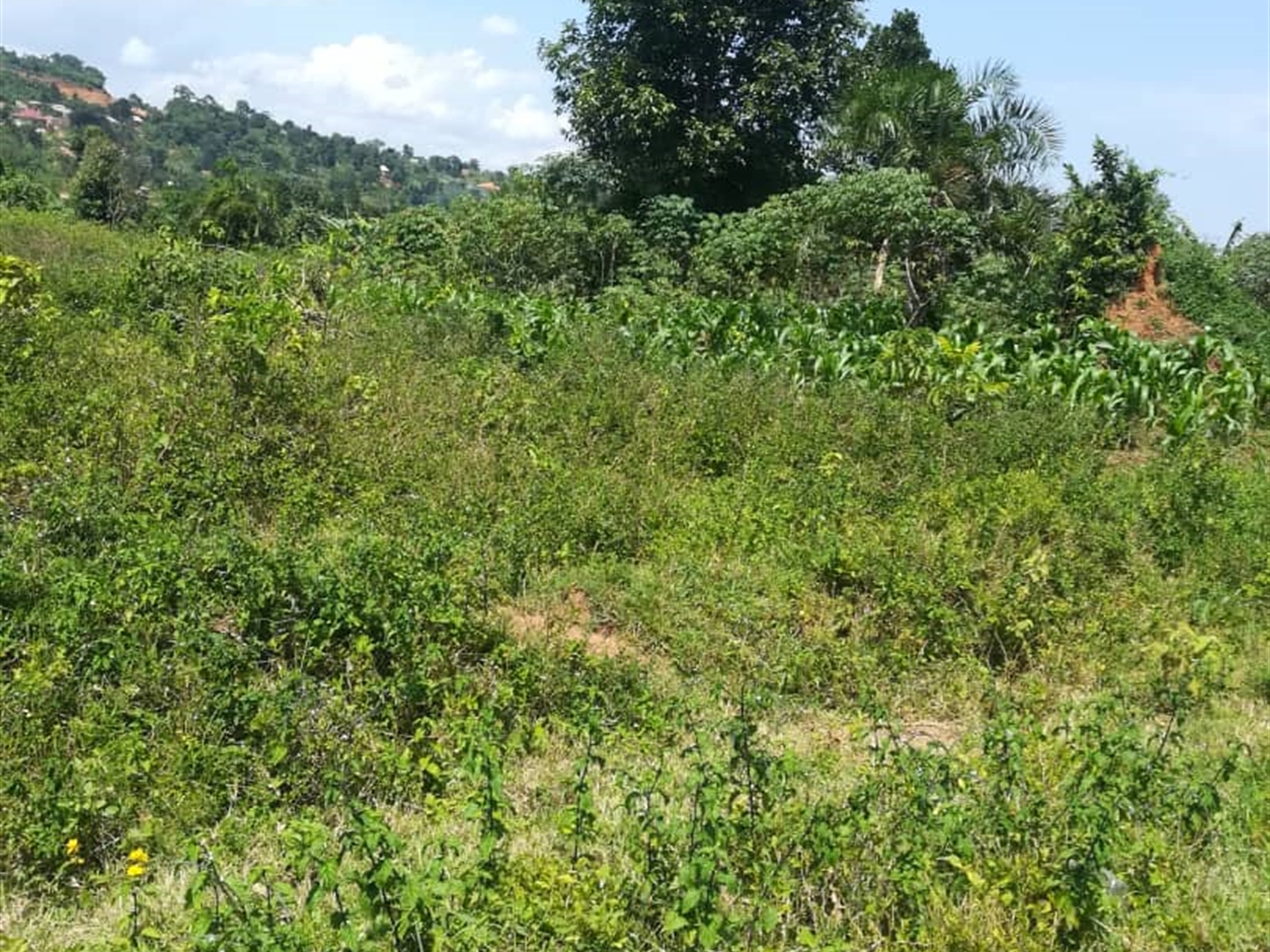 Residential Land for sale in Kabembe Mukono