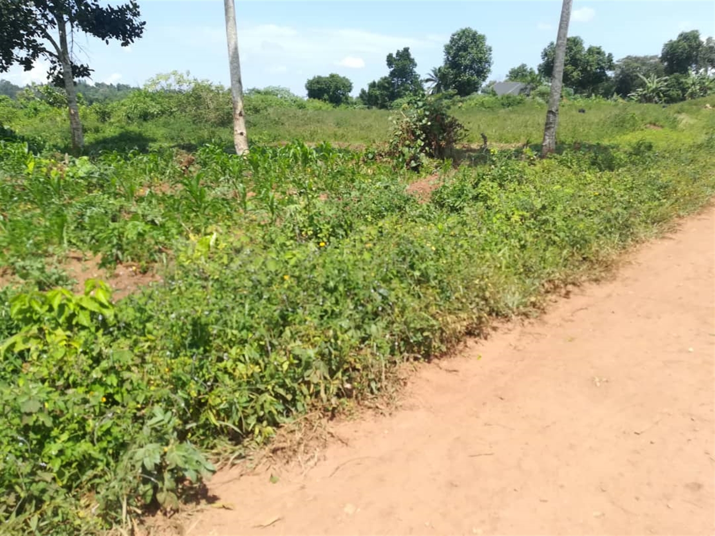 Residential Land for sale in Kabembe Mukono