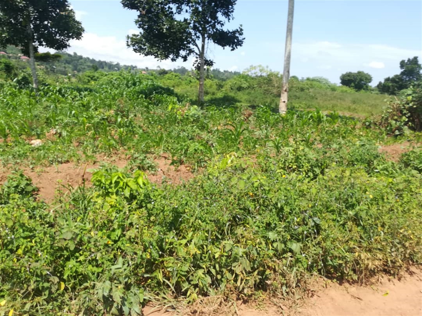 Residential Land for sale in Kabembe Mukono