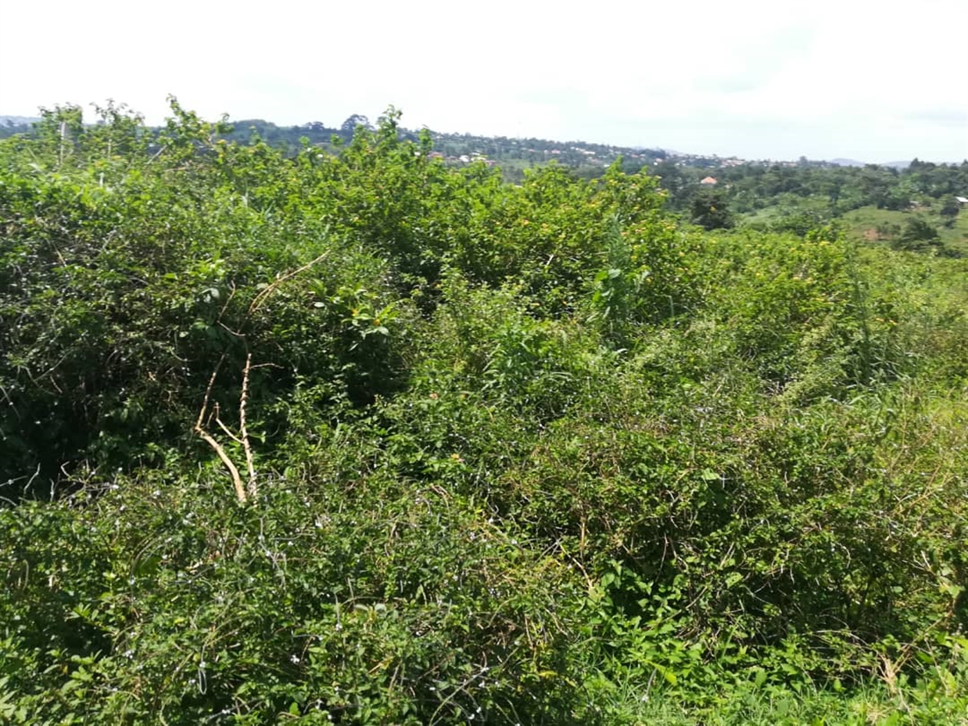 Residential Land for sale in Kabembe Mukono