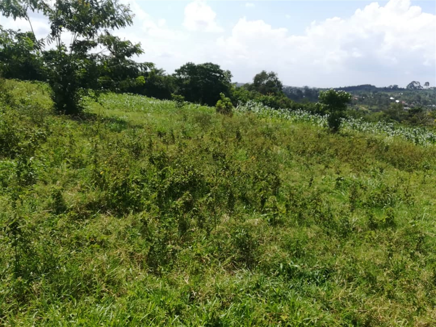 Residential Land for sale in Kabembe Mukono