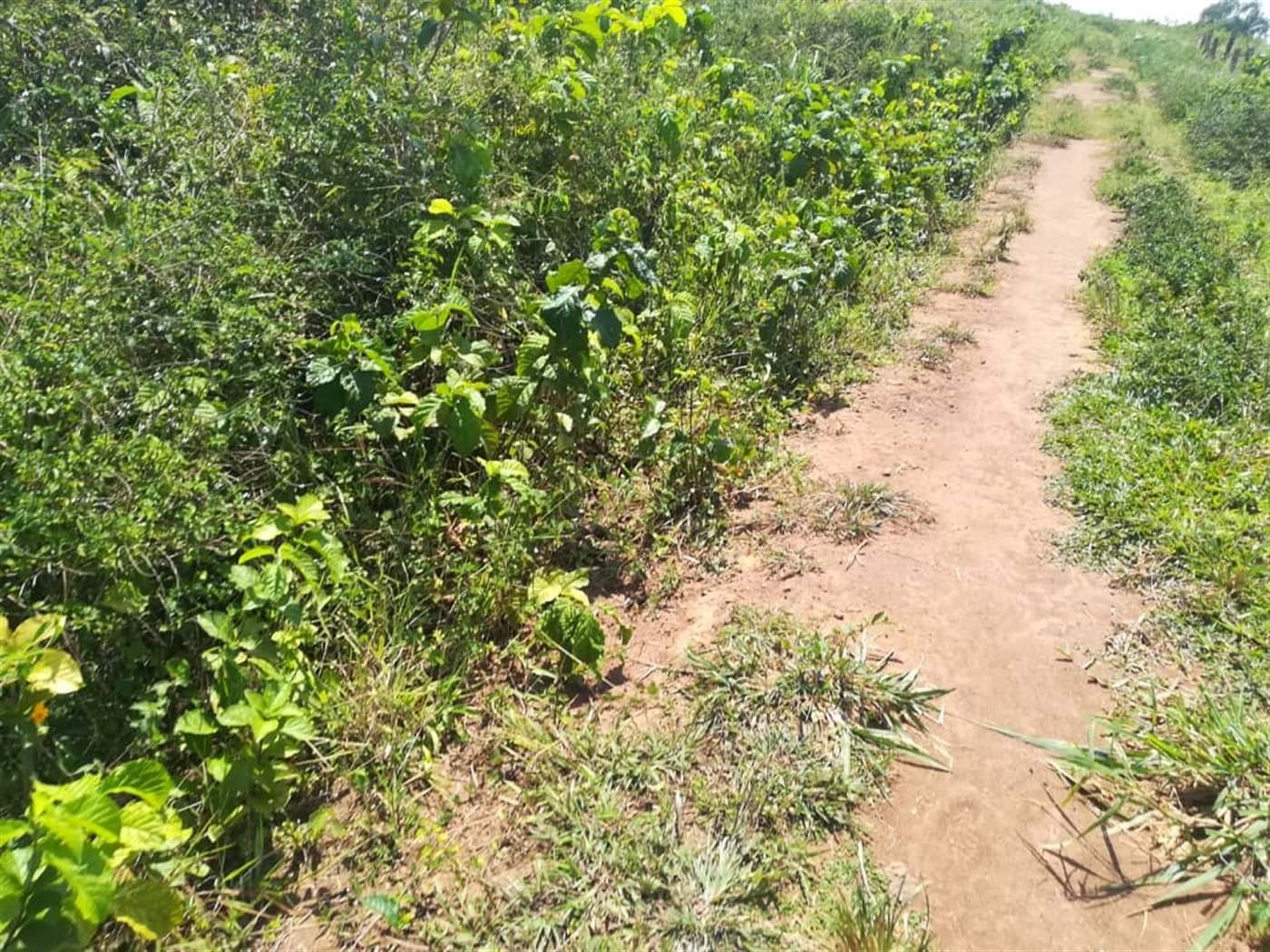 Residential Land for sale in Kabembe Mukono