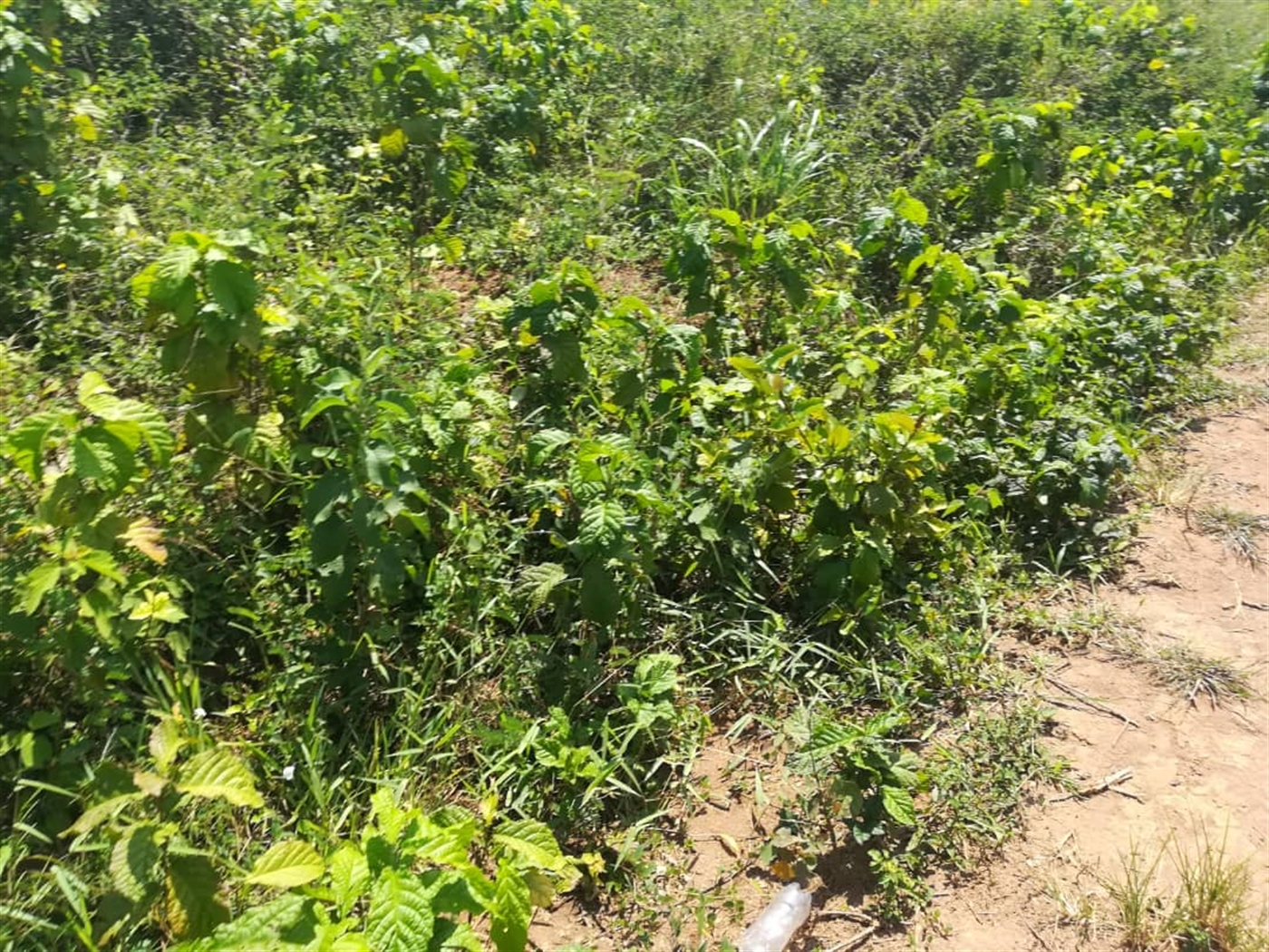 Residential Land for sale in Kabembe Mukono