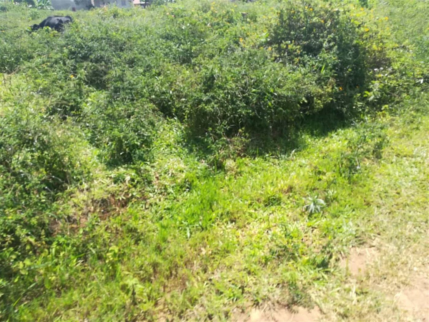 Residential Land for sale in Kabembe Mukono