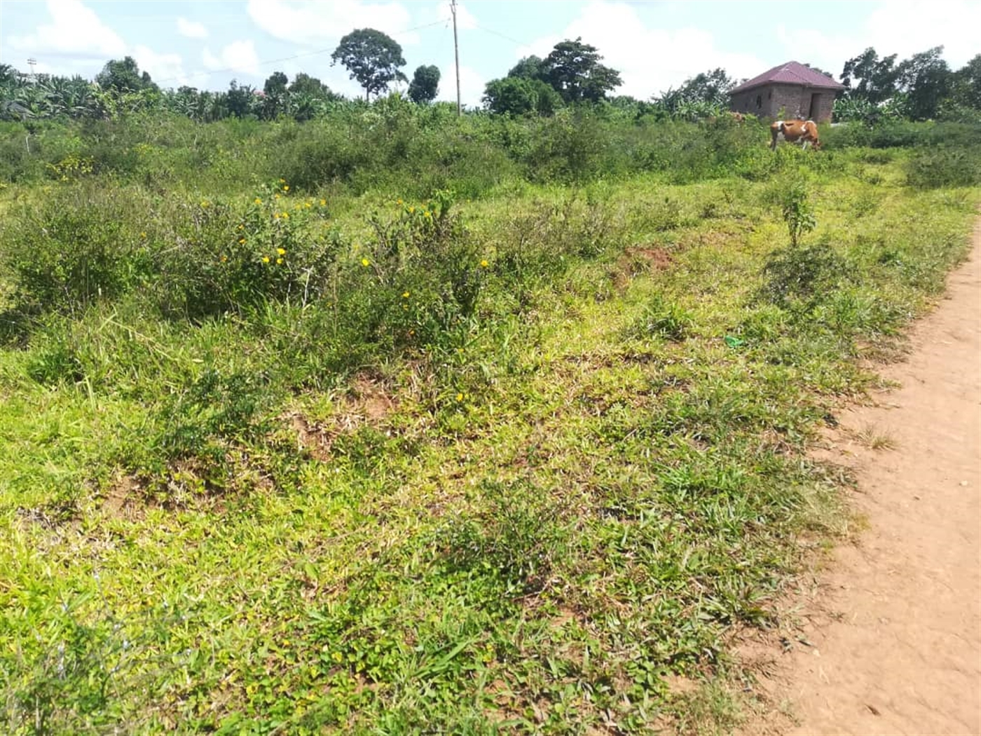 Residential Land for sale in Kabembe Mukono