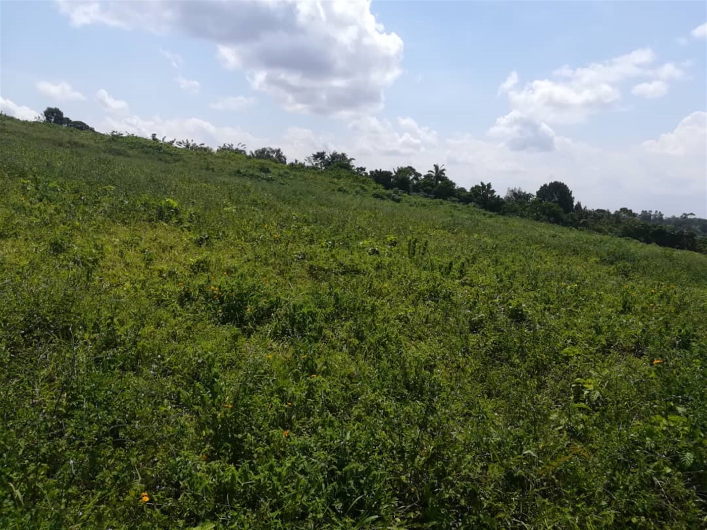 Residential Land for sale in Kabembe Mukono