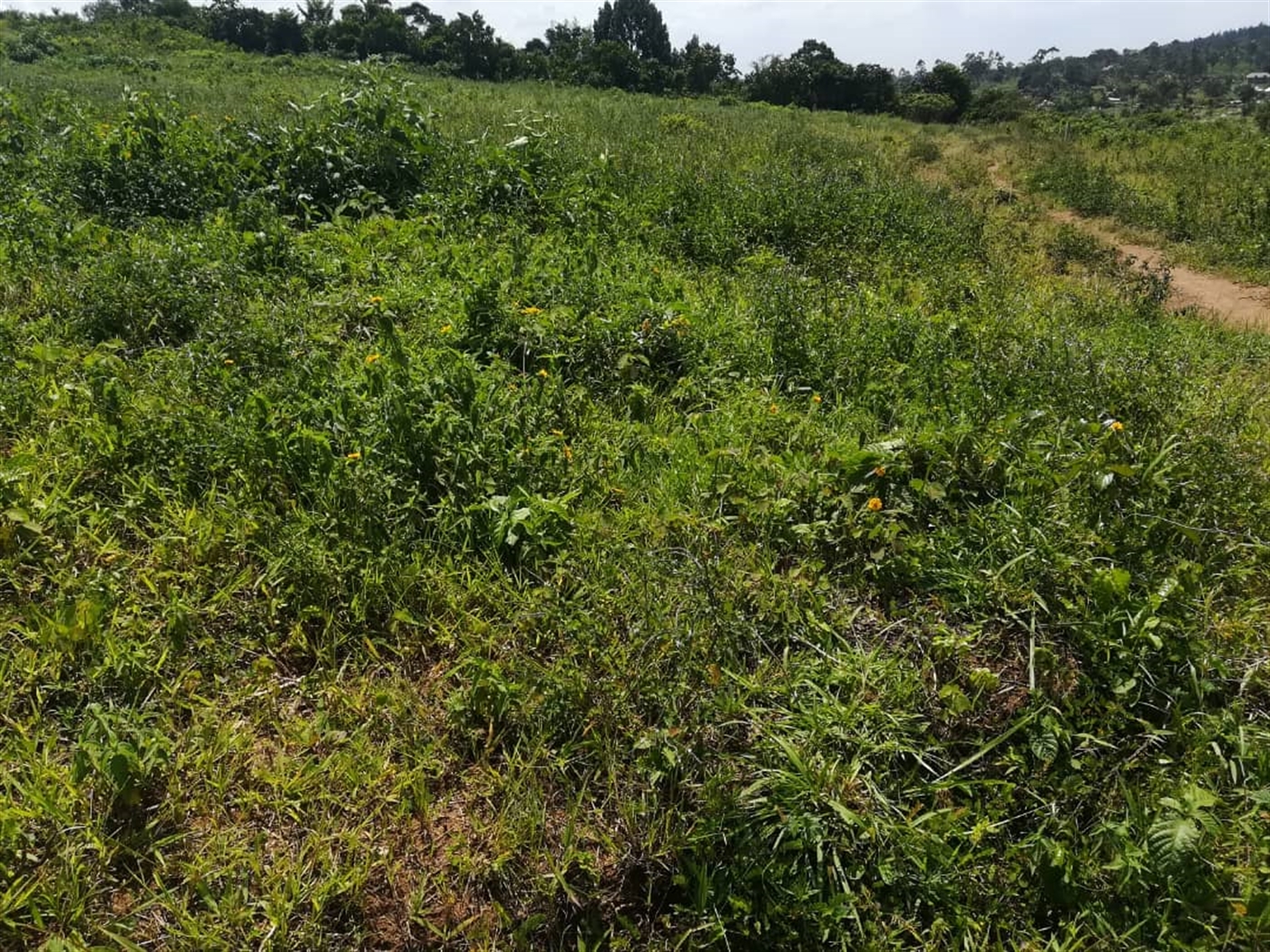 Residential Land for sale in Kabembe Mukono