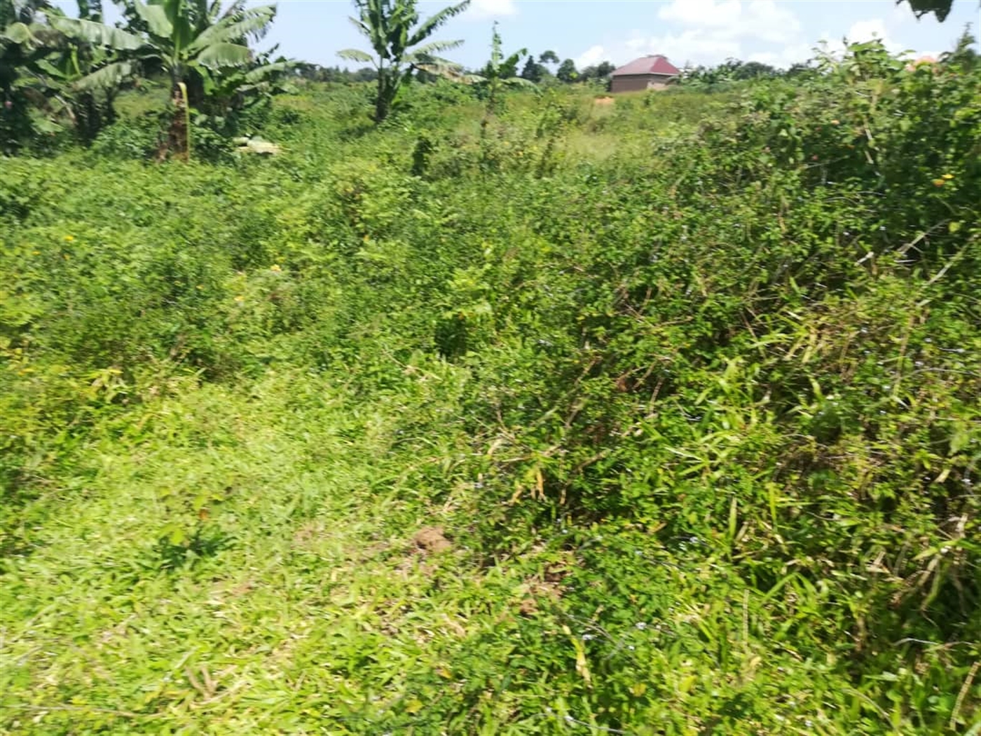 Residential Land for sale in Kabembe Mukono